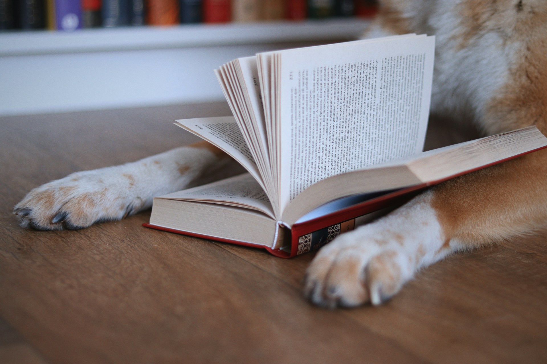 В гданьском приюте прошла необычная акция: жители читали книги животным