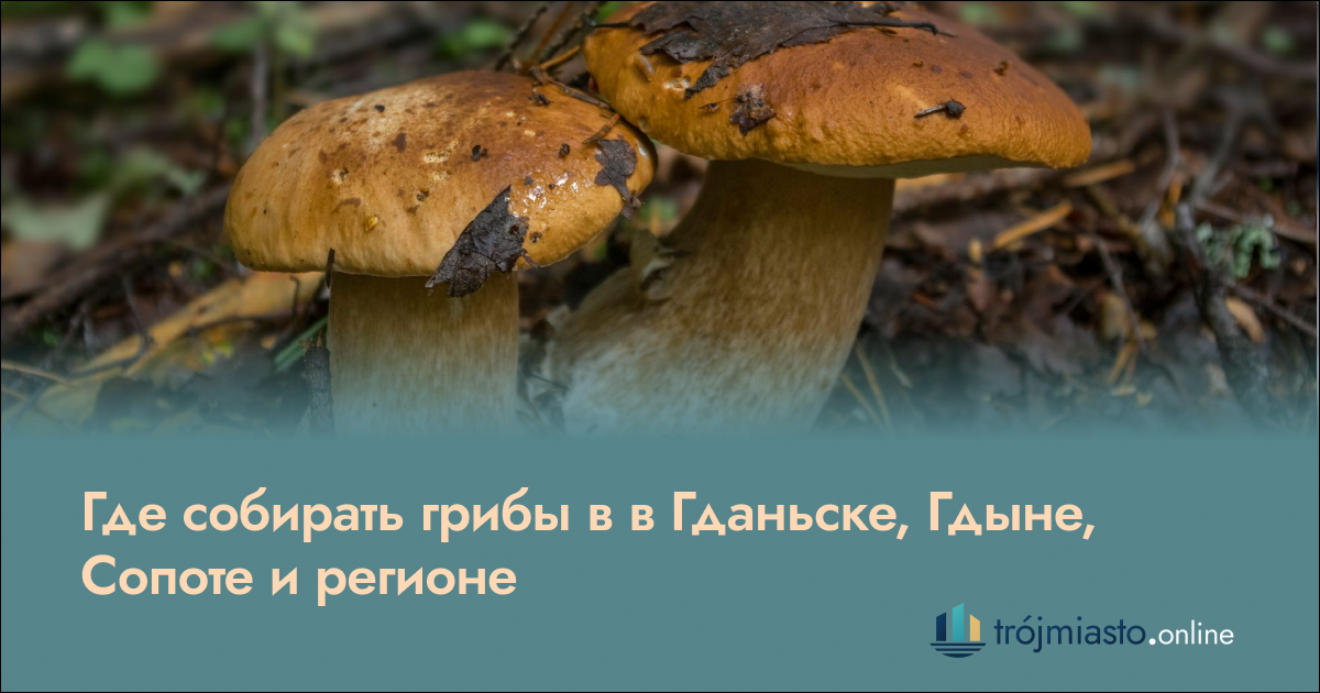 Где собирать грибы в в Гданьске, Гдыне и Сопоте и регионе